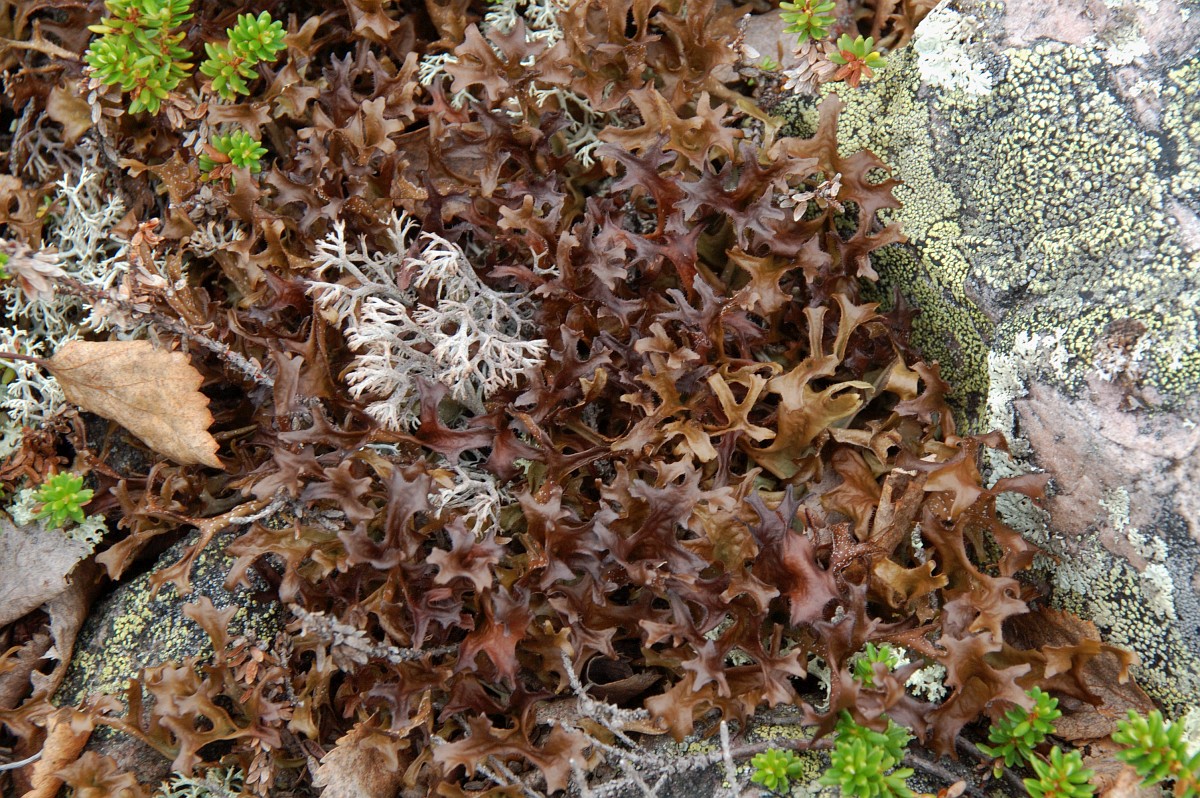 Cetraria islandica, Iceland Moss